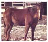 My first horse Igette was a race bred quarter horse